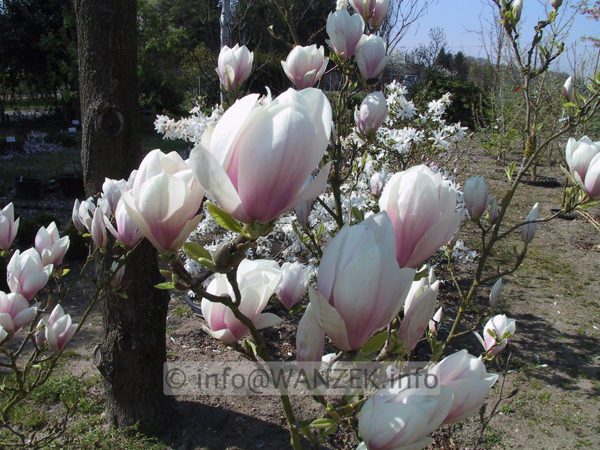 Magnolia soulangeana 04.JPG